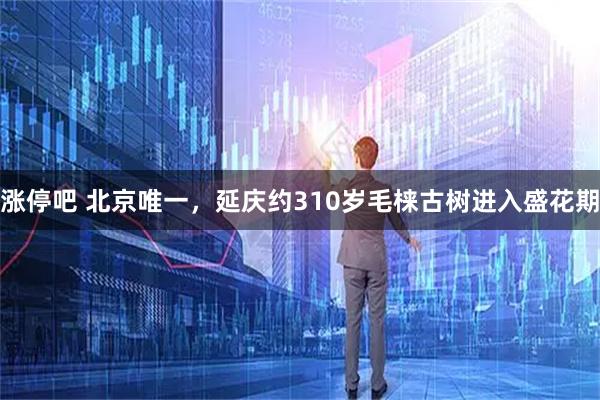 涨停吧 北京唯一，延庆约310岁毛梾古树进入盛花期